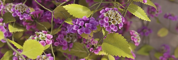 Add leaves, flowers, fruit and more