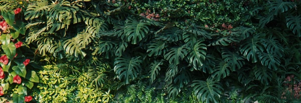 Plusieurs couches de feuilles