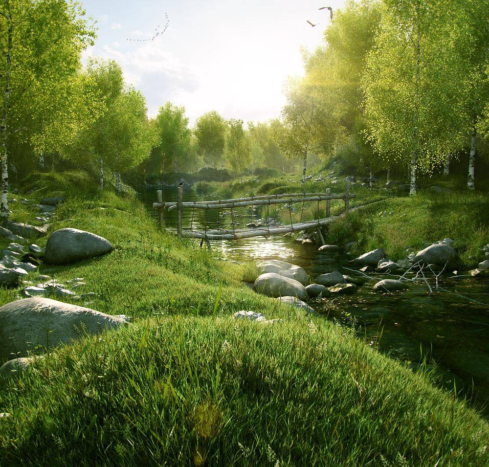 Birch Grove