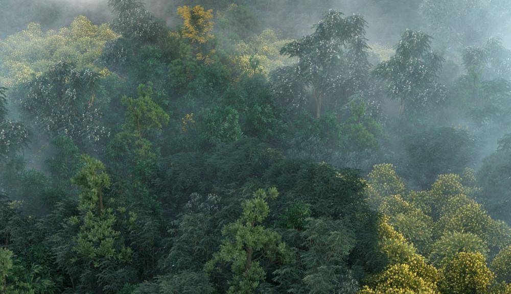 Creating a Forest From Scratch
