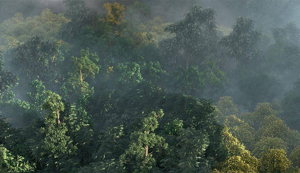 Creating a Forest From Scratch