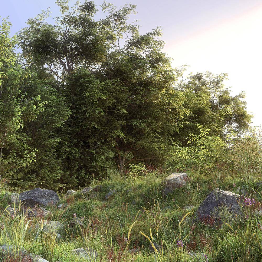 International Day of Forests 2017