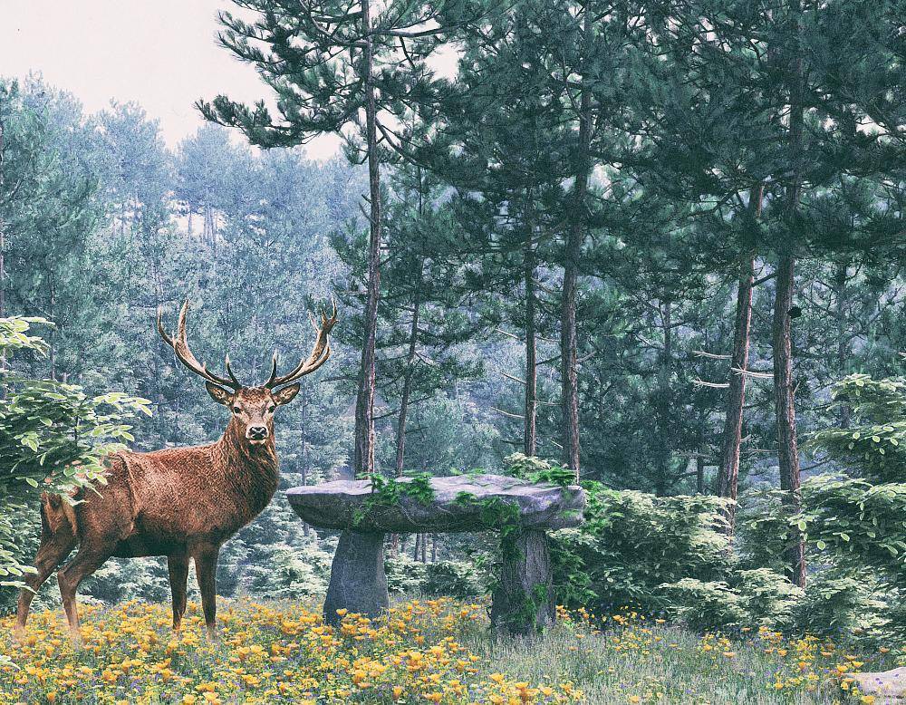 International Day of Forests 2017