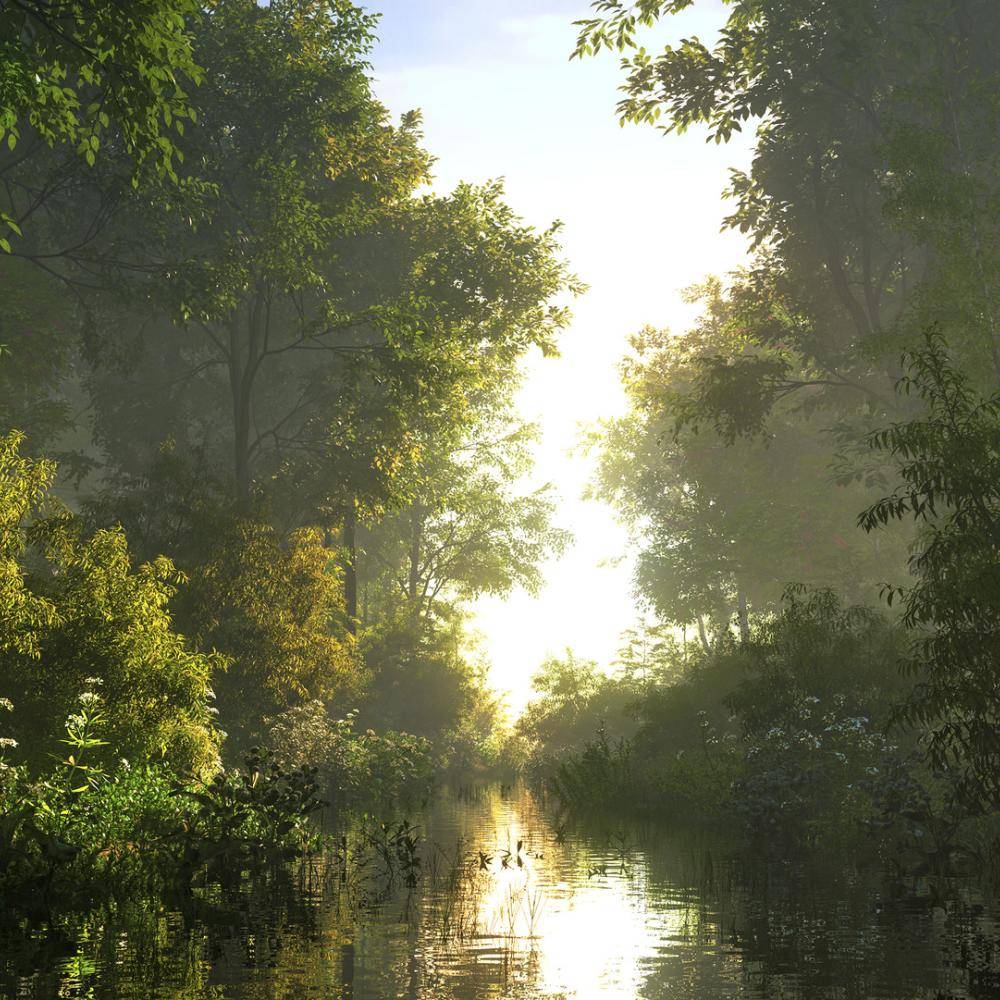International Day of Forests 2017