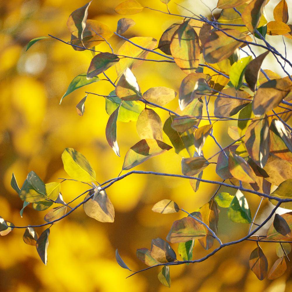 North American Homes