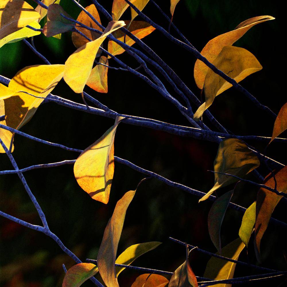 North American Homes