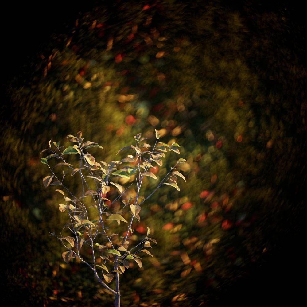 North American Homes