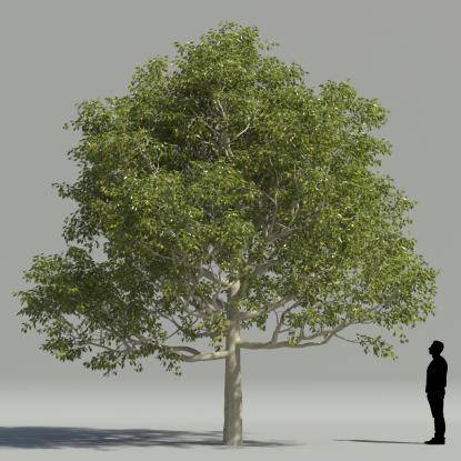 Ficus 1