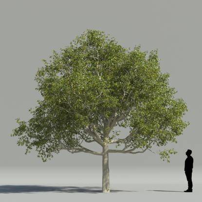 Ficus 2