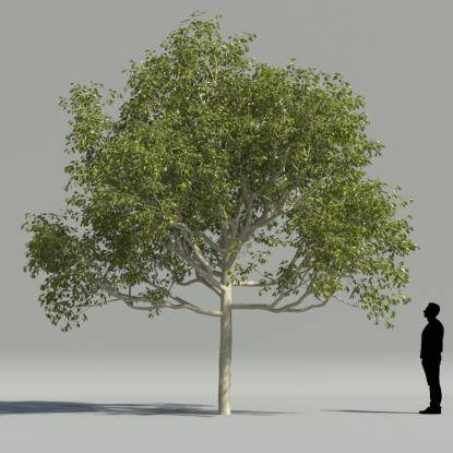 Ficus 3