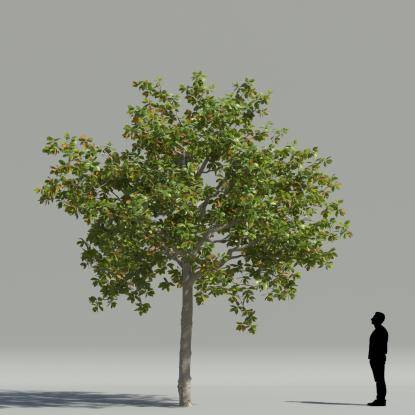 Magnolia 1