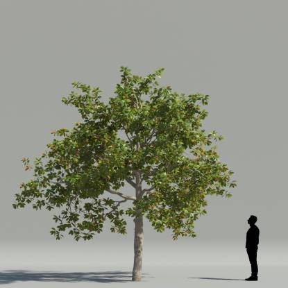 Magnolia 3