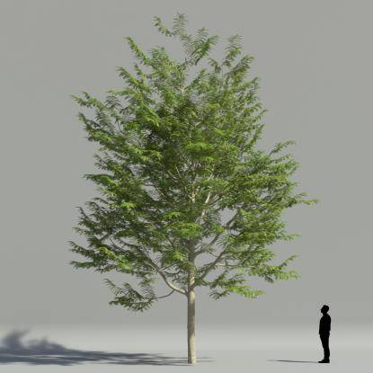 Sophora Japonica 1