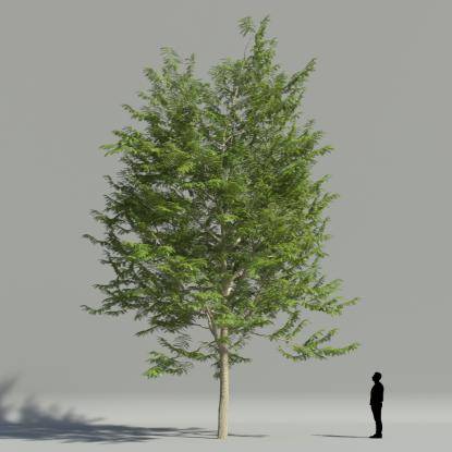 Sophora Japonica 2