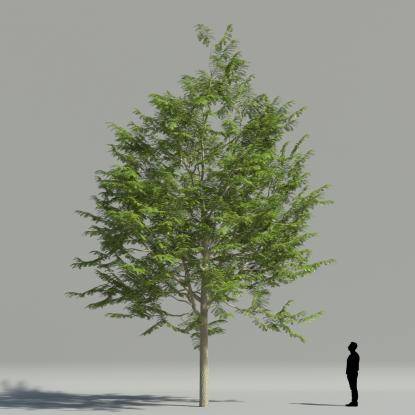 Sophora Japonica 3