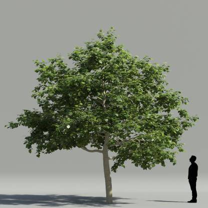White mulberry 1
