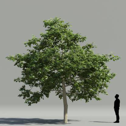 White mulberry 2