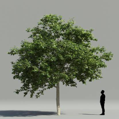 White mulberry 3