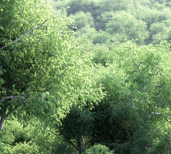 Todos los Árboles Bundle - Imagen renderizada 5