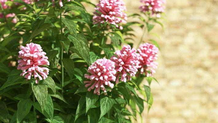 Bushes and Flowers Volumen 2 - Imagen renderizada 2