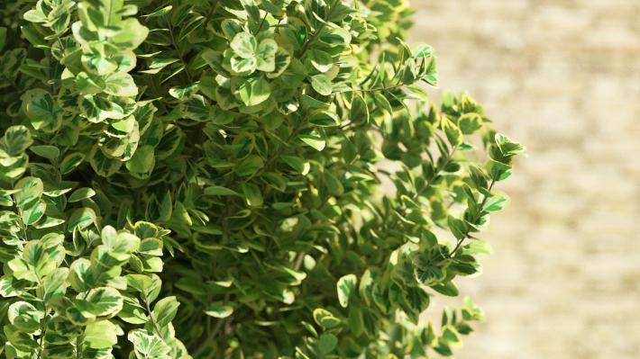 Bushes and Flowers Volumen 2 - Imagen renderizada 3