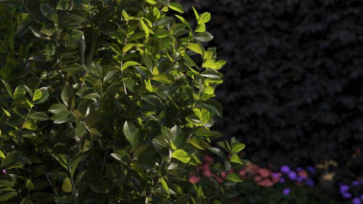 Buissons et fleurs Tome 3 - Image rendue 2