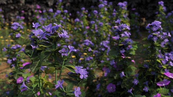 Buissons et fleurs Tome 3 - Image rendue 4