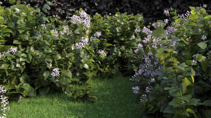 Bushes and Flowers Volumen 3 - Imagen renderizada 6