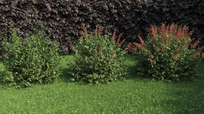 Bushes and Flowers Volumen 3 - Imagen renderizada 8