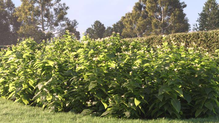 Bushes and Flowers Volume 4 - Rendered Image 12