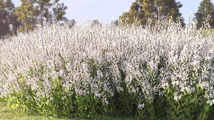 Bushes and Flowers Volume 4 - Rendered Image 18