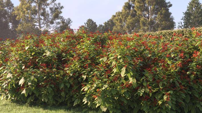 Bushes and Flowers Volume 4 - Rendered Image 21