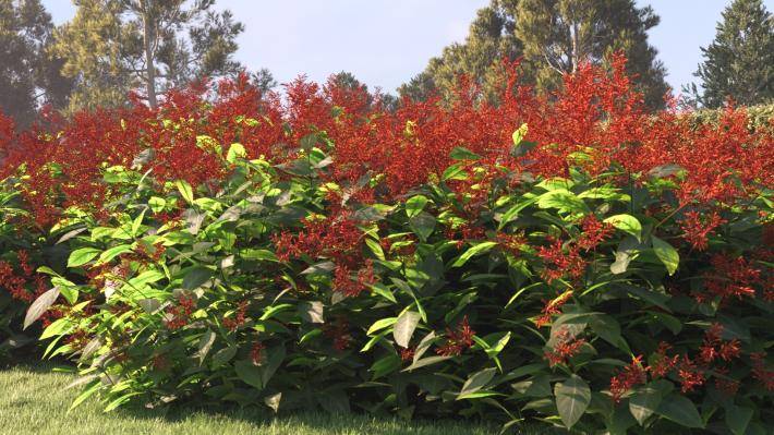 Bushes and Flowers Volume 4 - Rendered Image 22