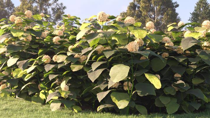 Bushes and Flowers Volume 4 - Rendered Image 24