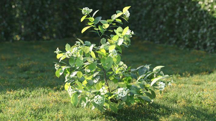 Bushes and Flowers Volumen 5 - Imagen renderizada 3