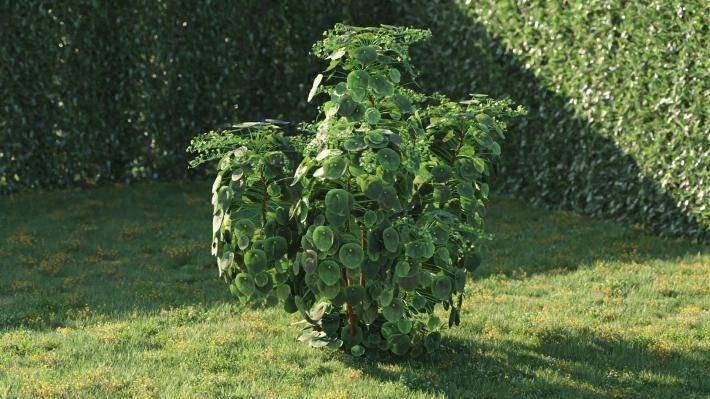 Bushes and Flowers Volumen 5 - Imagen renderizada 5