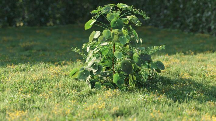 Bushes and Flowers Volumen 5 - Imagen renderizada 7