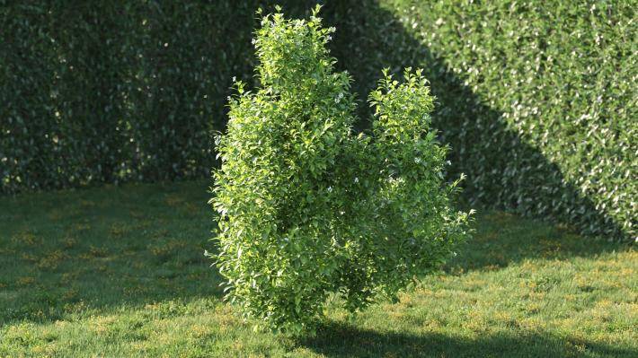 Bushes and Flowers Volumen 5 - Imagen renderizada 8