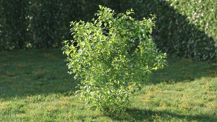 Bushes and Flowers Volumen 5 - Imagen renderizada 10