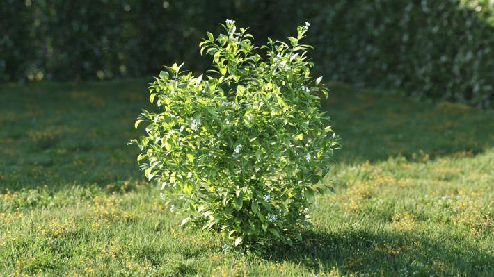 Bushes and Flowers Volumen 5 - Imagen renderizada 11