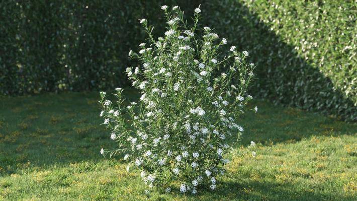 Bushes and Flowers Volumen 5 - Imagen renderizada 12