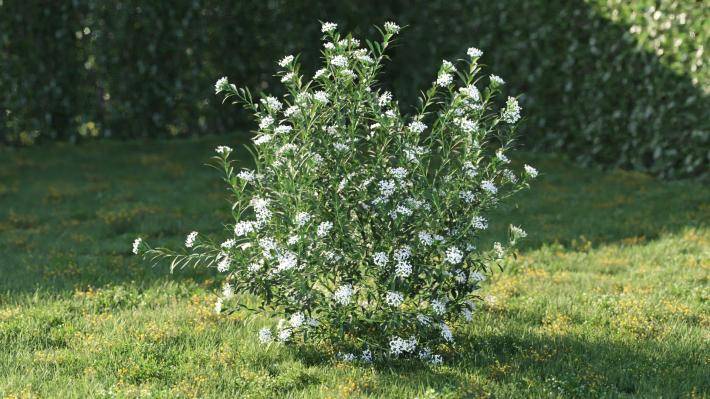 Bushes and Flowers Volumen 5 - Imagen renderizada 13