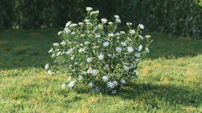 Bushes and Flowers Volumen 5 - Imagen renderizada 14