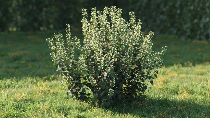 Bushes and Flowers Volumen 5 - Imagen renderizada 15