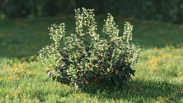 Bushes and Flowers Volumen 5 - Imagen renderizada 17