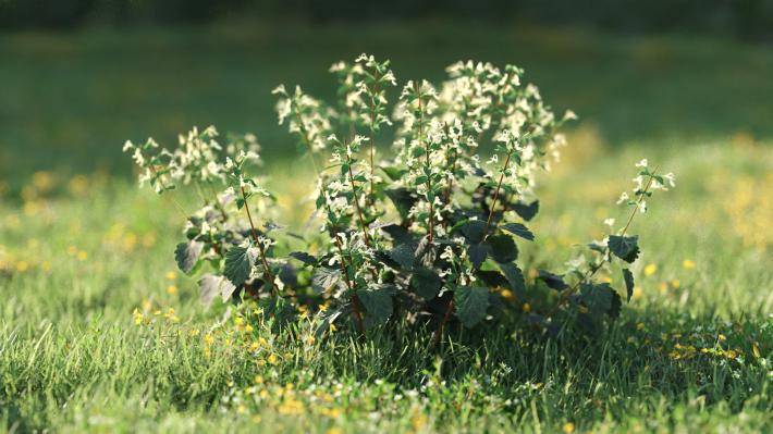 Bushes and Flowers Volumen 5 - Imagen renderizada 18