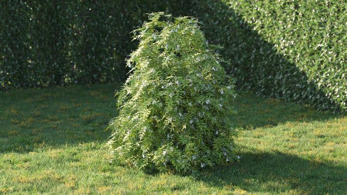 Bushes and Flowers Volumen 5 - Imagen renderizada 19