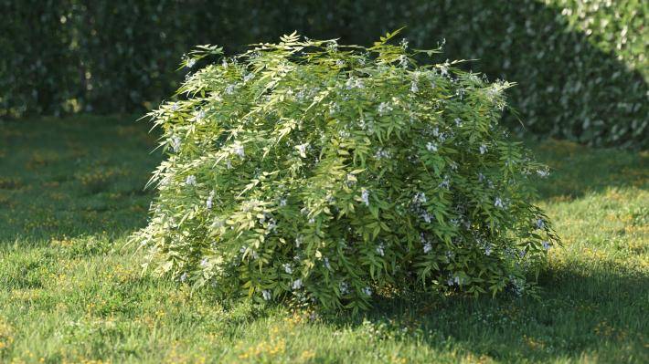 Bushes and Flowers Volumen 5 - Imagen renderizada 20