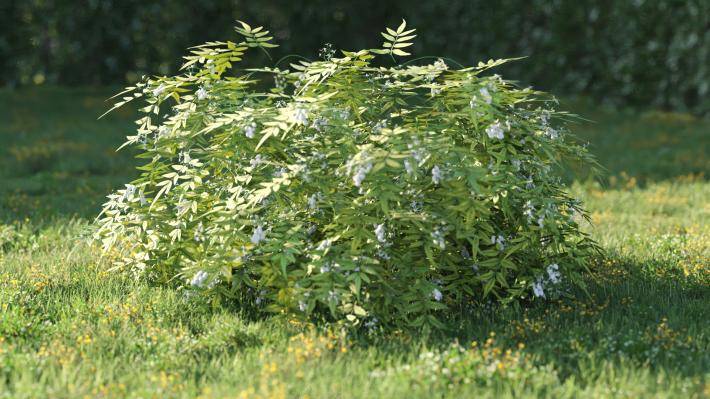 Bushes and Flowers Volumen 5 - Imagen renderizada 21