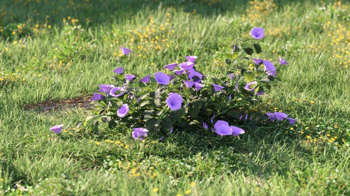 Bushes and Flowers Volumen 5 - Imagen renderizada 22